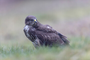 Fototapeta premium Common Buzzard Buteo buteo in close view
