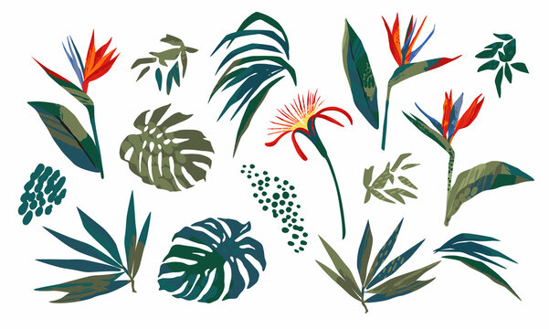 Vector illustrations of tropical leaves. Clipart, isolated elements.