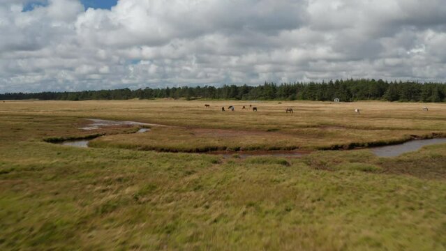 Fly around group of horses on pasture. Grassland with several stream and puddles. Farming in flat landscape. Denmark