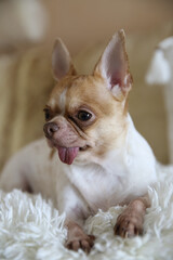 chihuahua breed dog resting at home