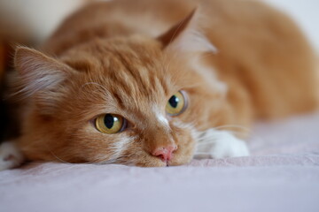 red cat..portrait of a red cat