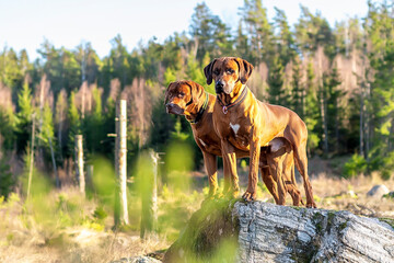 two expressive and stately males of the Rhodesian Ridgeback breed against the backdrop of the beautiful nature of western Sweden