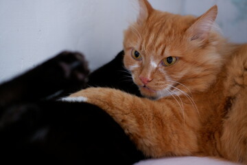 red cat..portrait of a red cat