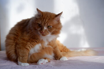 red cat..portrait of a red cat
