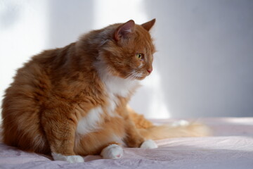 red cat..portrait of a red cat