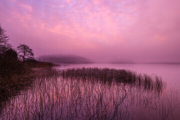 Pink morning light at lake with reeds