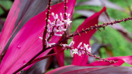 Cordyline terminalis (Linn.)  (Cordyline fruticosa). The flower of Common Dracena. Plant with red...