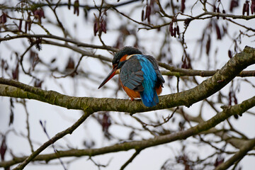 Eisvogel (Alcedo atthis) weiblich auf Erlenzweig.