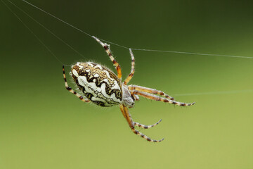 Eichblatt-Radspinne (Aculepeira ceropegia) im Spinnennetz.