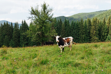 Fototapeta na wymiar A cow with a bell on its neck grazes in the mountains on a pasture and looks at the camera against the backdrop of a coniferous forest and a beautiful mountain landscape. Background. eco farm.