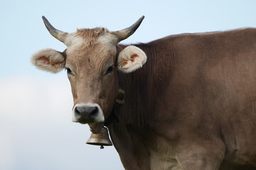 Allgäuer Braunvieh.