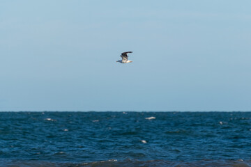 Fototapeta premium seagull flying over the sea on blue skies 9:16