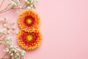 Gerbera in the form of the number 8 and a gypsophile on a pink background. The concept of...