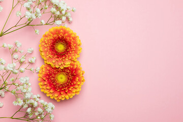 Gerbera in the form of the number 8 and a gypsophile on a pink background. The concept of...