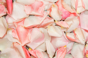 Texture of rose petals floating in water.