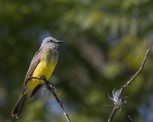 Fototapeta premium A songbird perched on a tree branch enjoying the morning sun