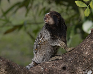 A small monkey watching over its back