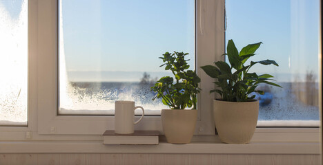 cup of coffee and houseplants on windowsill in sunlight in winter
