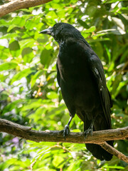Crow on branch