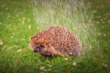 hedgehog running under water jets