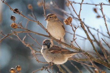 sparrow on branch