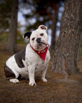Portrait of a dog, English Bulldog