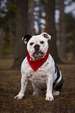Portrait of a dog, English Bulldog