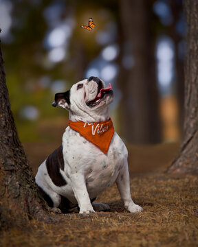 Portrait of a dog, English Bulldog
