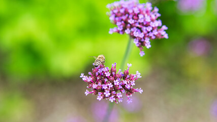 Red flower with beautiful petals individually depicted on a flower meadow.