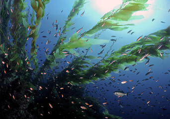 Fototapeta na wymiar Blacksmith and other fish with giant kelp.