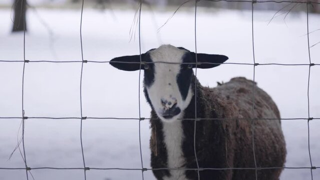 Sheep looking at camera through metal fence. Farm animal portrait in snowy winter scene.
