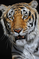 Siberian tiger up close.