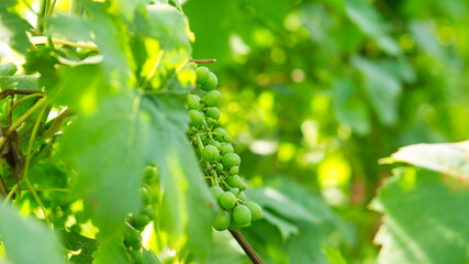 Grapes in rich colors. The vines with the grapes are ripe.