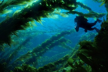 Fototapeta na wymiar Scuba diver swimming into kelp forest.