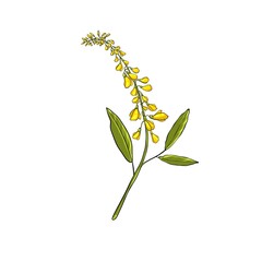 Sweet clover flower isolated on a white background