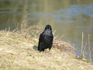 carrion crow (Corvus corone) standing next to lake during wintertime