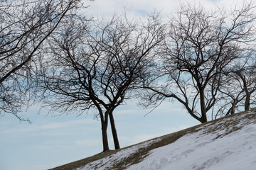 Fototapeta na wymiar trees on the side of a hill with cloudy blue sky - winter