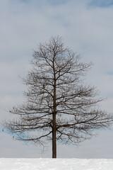 bare and isolated oak tree on a mostly cloudy sky - winter