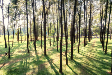 Pine trees with sunlight shine in planted forest at conservation area of national park