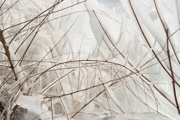 shoreline vegetation coated with ice 