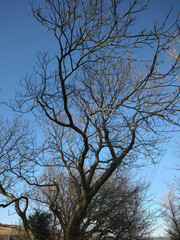 Fototapeta premium Silhouetted Sweet Chestnut tree