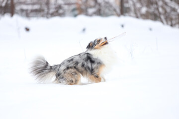 Beautiful blue merle boy dog standing in winter wonderland snow.