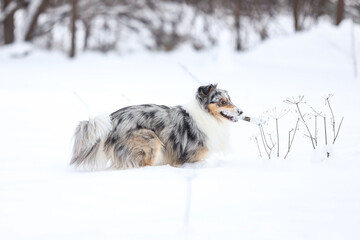 Blue merle shetland sheepdog standing with small wood stick in mouth.