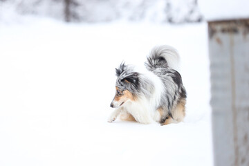 Beautiful blue merle boy dog standing in winter wonderland snow.