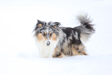 Beautiful blue merle boy dog standing in winter wonderland snow.