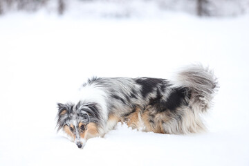 Blue merle shetland sheepdog standing with small wood stick in mouth.