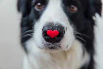 St. Valentine's Day concept. Funny portrait cute puppy dog border collie holding red heart on nose isolated on white background, close up. Lovely dog in love on valentines day gives gift