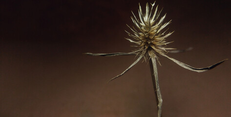 Dry teasel close-up on a dark background for text