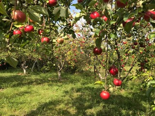 Apple harvest in the garden