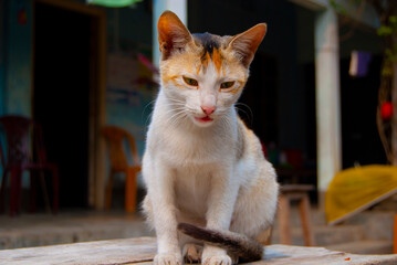 cat on the table